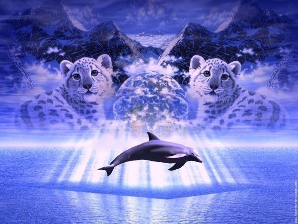 rub fond ecran dauphin