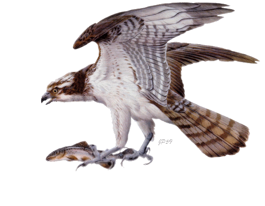 Aigle
